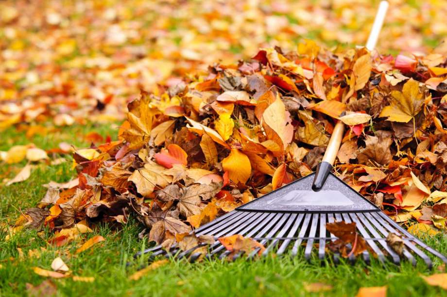 Fall leaves piled up with a rake laying on top of them